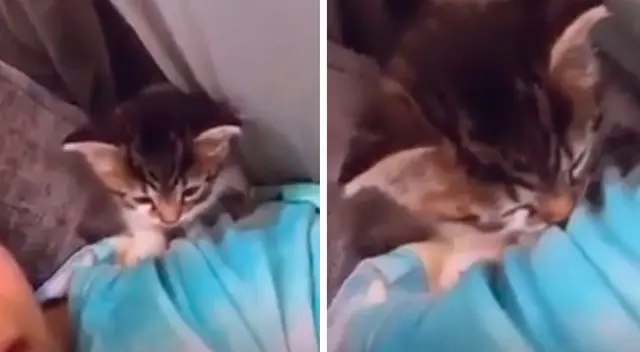 Joven empieza a cantarle a su pequeño gatito y este se queda dormido Joven empieza a cantarle a su pequeño gatito y este se queda dormido
