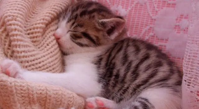 Joven empieza a cantarle a su pequeño gatito y este se queda dormido Joven empieza a cantarle a su pequeño gatito y este se queda dormido
