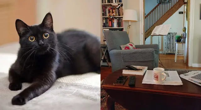 Reto viral: encuentra al gato escondido en la foto.