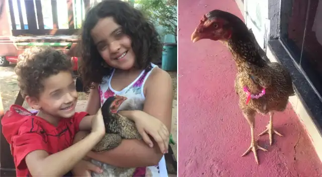 La gallina logró ser adoptada por los niños de la familia. La gallina logró ser adoptada por los niños de la familia.