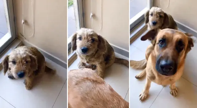 El can defendió a su compañero de juegos de los regaños de su dueña.