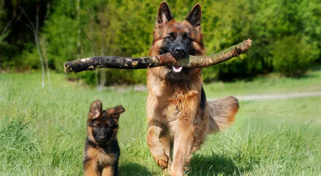El perro defendió a su hermano menor de los regaños de su dueña.