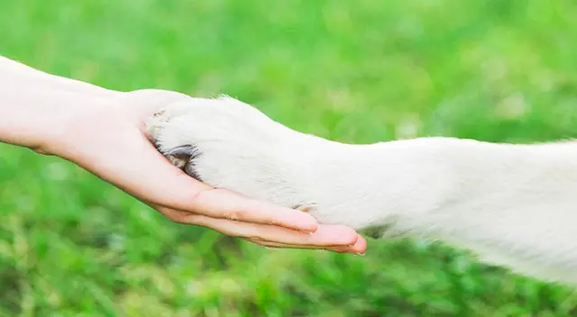 No hay duda que el perro es el mejor amigo del hombre.