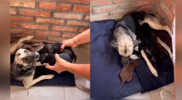 La emotiva escena se ha robado el corazón de miles de usuarios en las redes sociales.