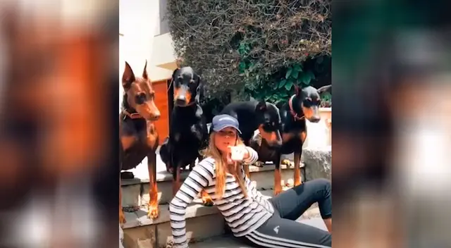 El tierno comportamiento de unos perros El tierno comportamiento de unos perros