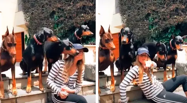 El tierno comportamiento de unos perros El tierno comportamiento de unos perros