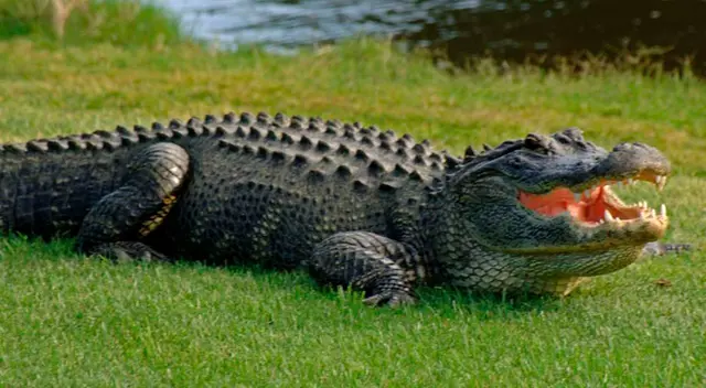 Caimán fracasa al intentar comerse a una tortuga y se burlan de él en las redes sociales Caimán fracasa al intentar comerse a una tortuga y se burlan de él en las redes sociales