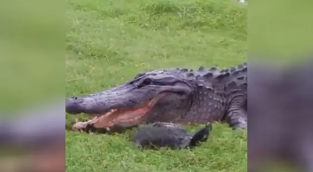 El video de un caimán intentando comerse a una tortuga causa furor en Twitter. El video de un caimán intentando comerse a una tortuga causa furor en Twitter.