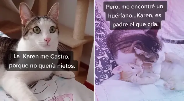 El gato adoptó a un pequeño felino de la calle. El gato adoptó a un pequeño felino de la calle.