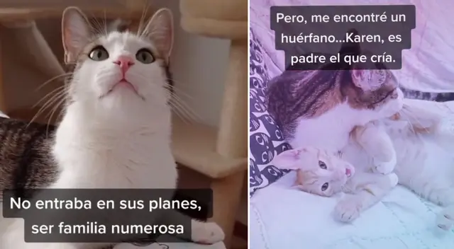 El gato adoptó a un pequeño felino de la calle. El gato adoptó a un pequeño felino de la calle.
