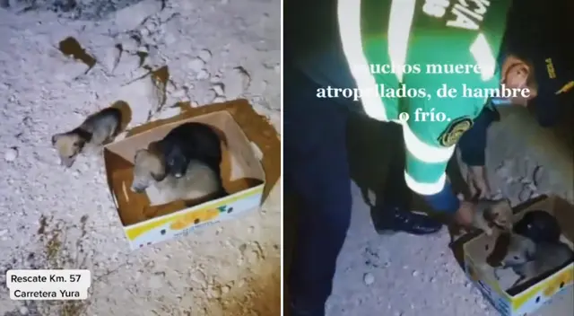 El policía rescató a los cinco cachorros en medio de una carretera desierta.