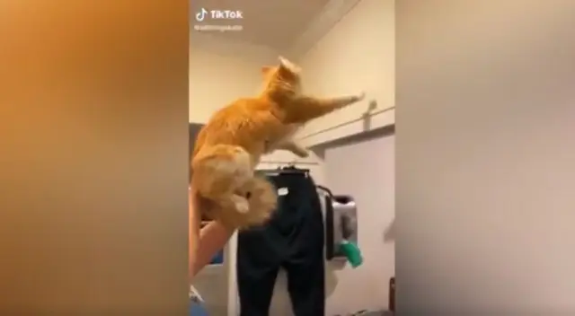 La joven se percató que un insecto había invadido su vivienda y entró en pánico, pero su gato la sorprendió al solucionar el 'problema' con peculiar 'truco'. La joven se percató que un insecto había invadido su vivienda y entró en pánico, pero su gato la sorprendió al solucionar el 'problema' con peculiar 'truco'.