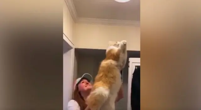 La joven se percató que un insecto había invadido su vivienda y entró en pánico, pero su gato la sorprendió al solucionar el 'problema' con peculiar 'truco'. La joven se percató que un insecto había invadido su vivienda y entró en pánico, pero su gato la sorprendió al solucionar el 'problema' con peculiar 'truco'.