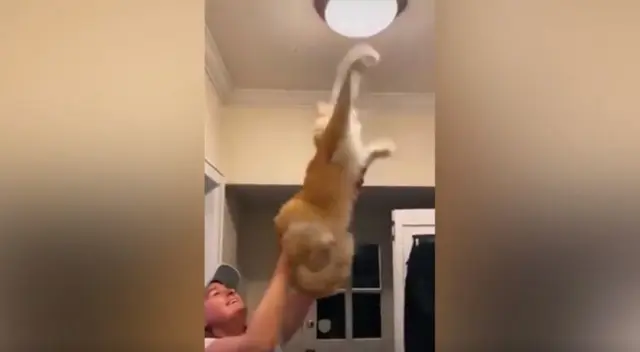 La joven se percató que un insecto había invadido su vivienda y entró en pánico, pero su gato la sorprendió al solucionar el 'problema' con peculiar 'truco'. La joven se percató que un insecto había invadido su vivienda y entró en pánico, pero su gato la sorprendió al solucionar el 'problema' con peculiar 'truco'.