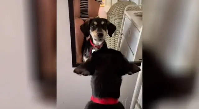 La divertida reacción de una perrita al verse reflejada en un espejo La divertida reacción de una perrita al verse reflejada en un espejo