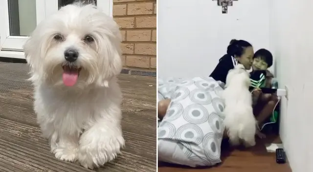 El perrito no soportó que su dueña acariciara a su sobrina. El perrito no soportó que su dueña acariciara a su sobrina.