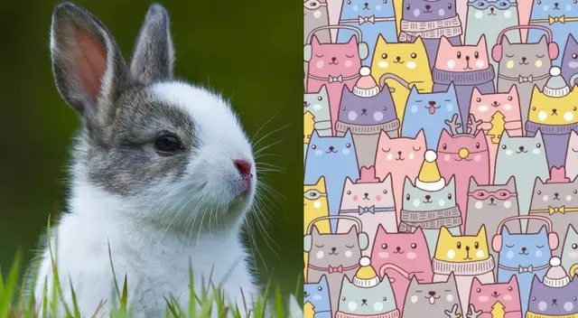 Reto viral: encuentra al conejo escondido en la imagen.