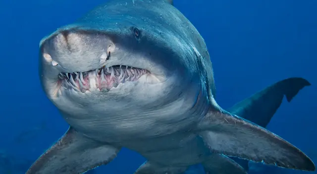 Un gran tiburón se estrelló contra el hombre y se aferró a su hombro. Un gran tiburón se estrelló contra el hombre y se aferró a su hombro.