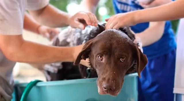 Según el portal Animal’s Health, la alergia más típica que padecen los canes en esta estación es la que generan los ácaros del polvo.