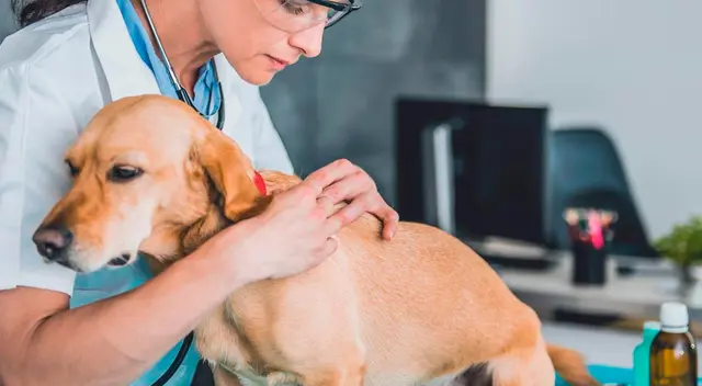 Según el portal Animal’s Health, la alergia más típica que padecen los canes en esta estación es la que generan los ácaros del polvo.