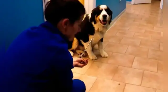 La actitud del can llamó la atención de miles en las redes sociales. La actitud del can llamó la atención de miles en las redes sociales.