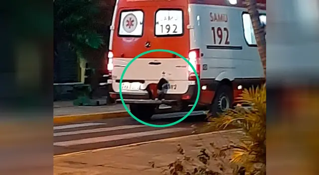 Perrita se trepa al parachoques de la ambulancia que llevaba a su dueño Perrita se trepa al parachoques de la ambulancia que llevaba a su dueño
