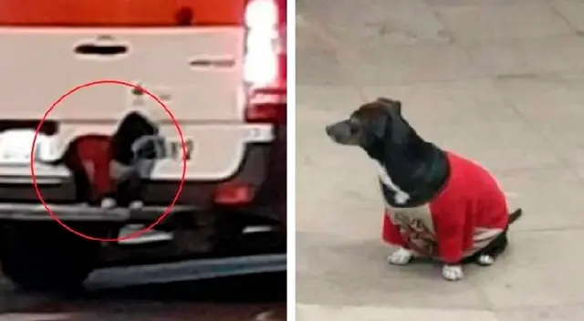 Perrita se trepa al parachoques de la ambulancia que llevaba a su dueño Perrita se trepa al parachoques de la ambulancia que llevaba a su dueño