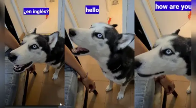 La escena causó la risa de varios usuarios en las redes sociales.