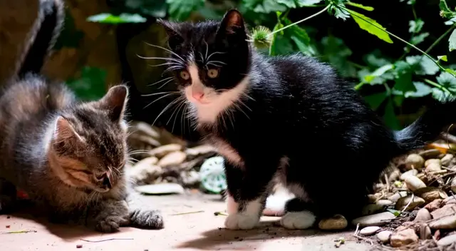 Traviesos gatitos hacen de las suyas en un carro de juguete