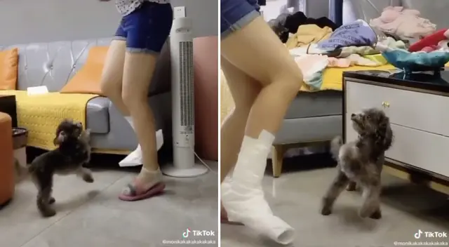 El perrito acompañó a su dueña y se solidarizó con su lesión.