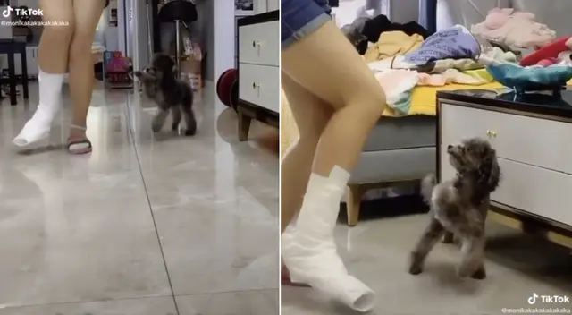 El perrito acompañó a su dueña y se solidarizó con su lesión.