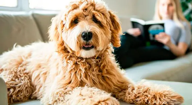 Perrita comienza a sonreírle a su dueña para evitar que lo castigue