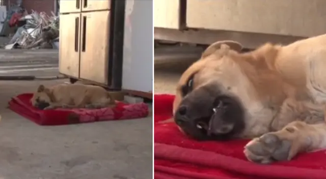 El can sufrió de maltrato animal durante los primeros años de su vida.