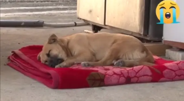 El can sufrió de maltrato animal durante los primeros años de su vida.