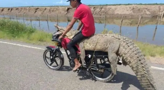 La autoridades se encuentran en la búsqueda de los ladrones del cocodrilo.