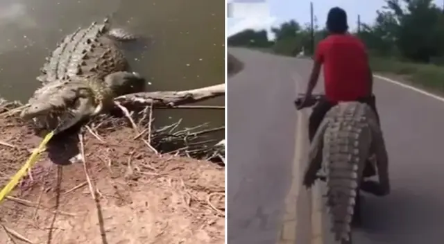 La autoridades se encuentran en la búsqueda de los ladrones del cocodrilo.