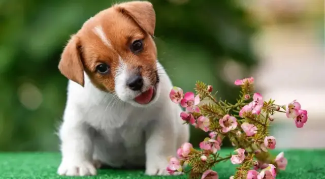 El perrito y su dueño se encontraron protagonizaron una tierna escena.