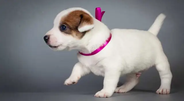 El perrito y su dueño se encontraron protagonizaron una tierna escena.