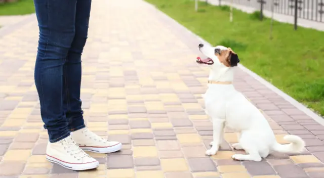 El perrito y su dueño se encontraron protagonizaron una tierna escena.