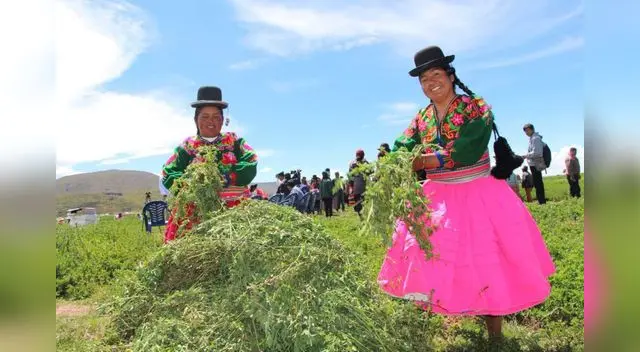 Principalmente se cultiva quinua, cebada, choclo, maca, tarwi, maíz, olluco, café, frutales, mashua, cacao y coca.