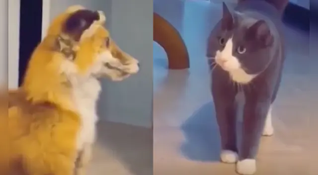 La escena causó la risa de varios usuarios en las redes sociales. La escena causó la risa de varios usuarios en las redes sociales.