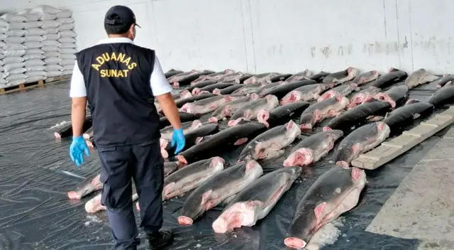 En los mercados, este tipo de especies son vendidos hasta por 25 soles en kilo. En los mercados, este tipo de especies son vendidos hasta por 25 soles en kilo.