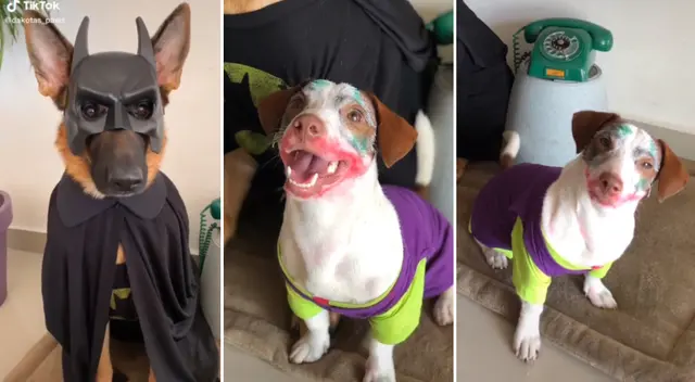 Los perritos fueron disfrazados como Batman y Joker.