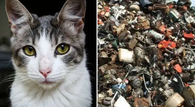 Reto viral: encuentra al gato escondido en la chatarra.