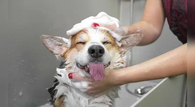 La piel del perro actúa como una barrera natural que le protege contra algunas infecciones.