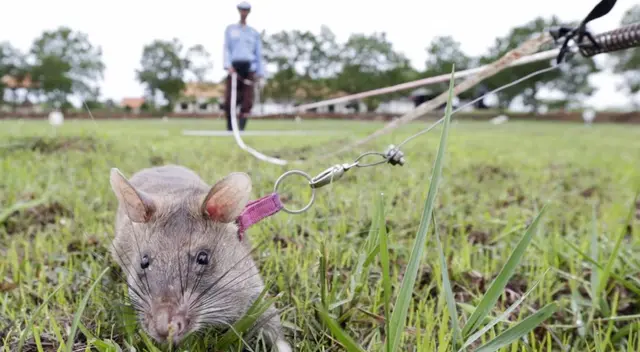 Magawa, la rata que detecta bombas y artefactos explosivos. Magawa, la rata que detecta bombas y artefactos explosivos.