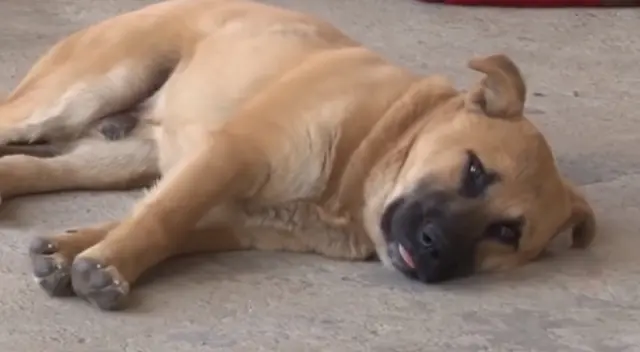 El can sufrió de maltrato animal durante los primeros años de su vida.