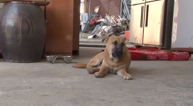 El can sufrió de maltrato animal durante los primeros años de su vida.