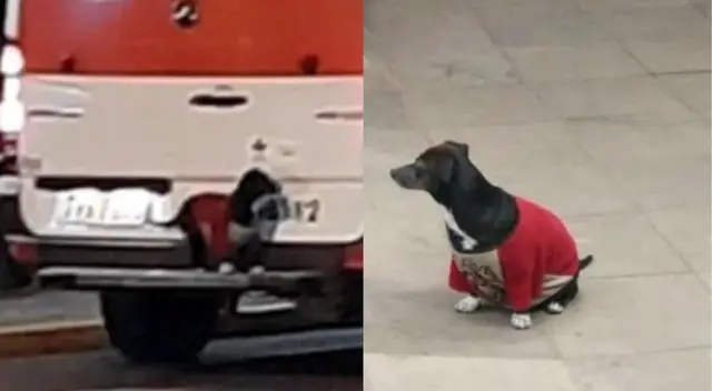 Perrita se trepa al parachoques de la ambulancia que llevaba a su dueño. Perrita se trepa al parachoques de la ambulancia que llevaba a su dueño.