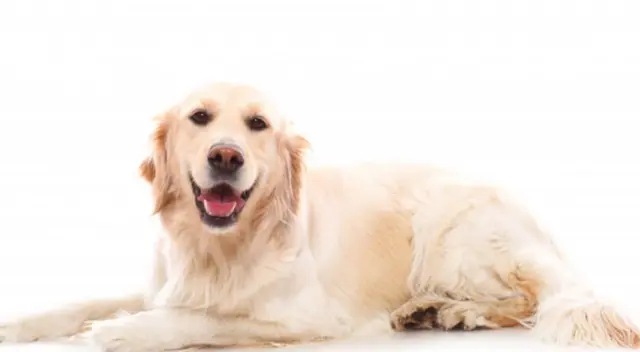 La joven aristocrática decidió no ser rescatada para no abandonar a su mascota durante el hundimiento del Titanic. El conmovedor relato se viralizó en YouTube.